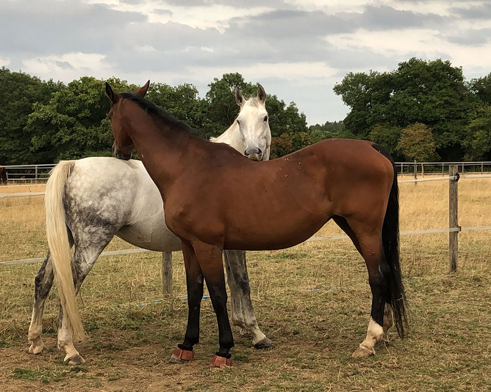 Equestrian & Pets